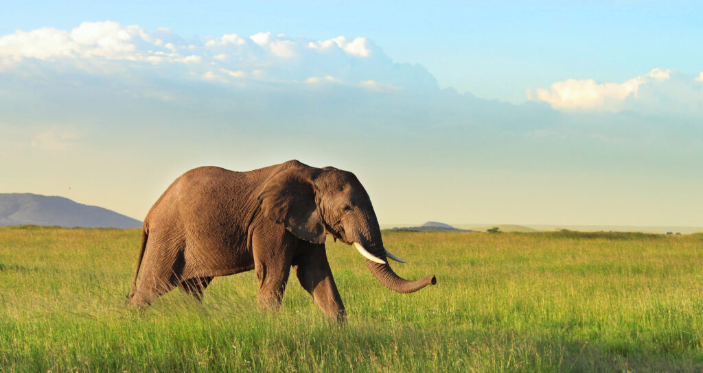 Leadership and management coaching starts with talking about your elephants.